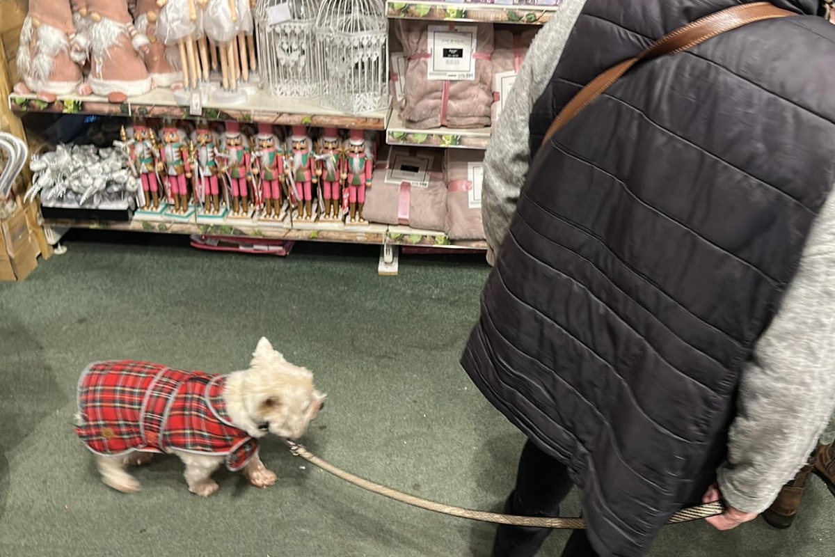 Британското правителство с нова стратегия за хуманно отношение към животните